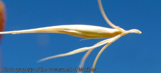 Foxtail barley seed