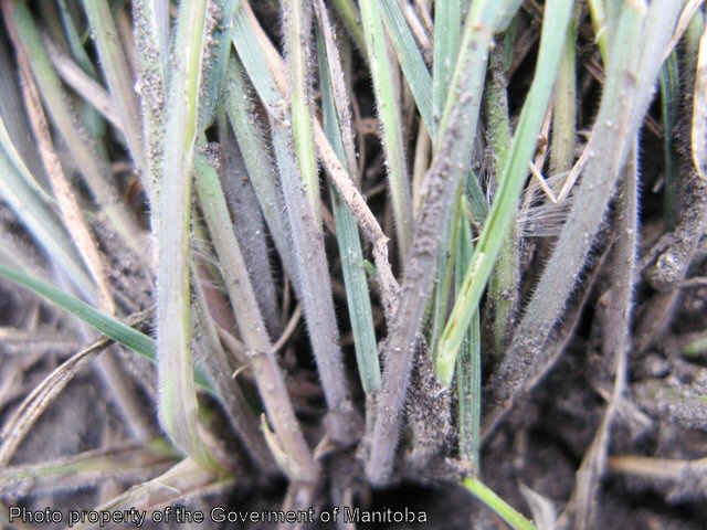 Foxtail barley stem hairs - note colour