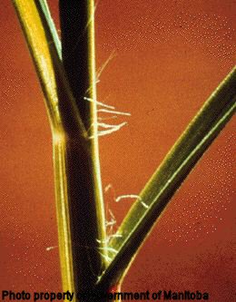 Yellow foxtail collar region