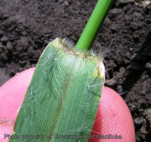 Yellow foxtail collar region hairs on leaf surface and ligule