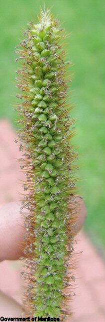 Yellow foxtail flowering spike