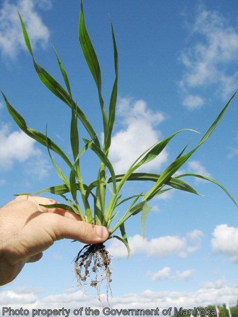 Yellow foxtail juvenile plant with roots