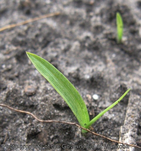 Yellow foxtail seedling