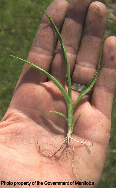Yellow foxtail seedling - leaf and roots