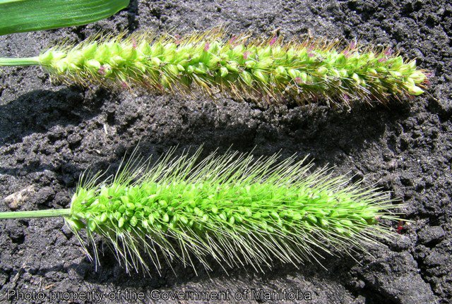 Spikes - yellow foxtail top, green foxtail bottom