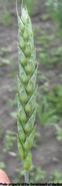 Volunteer wheat awnless spike