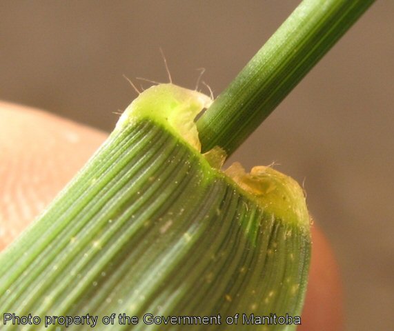 Volunteer wheat collar region ligule and leaf surface