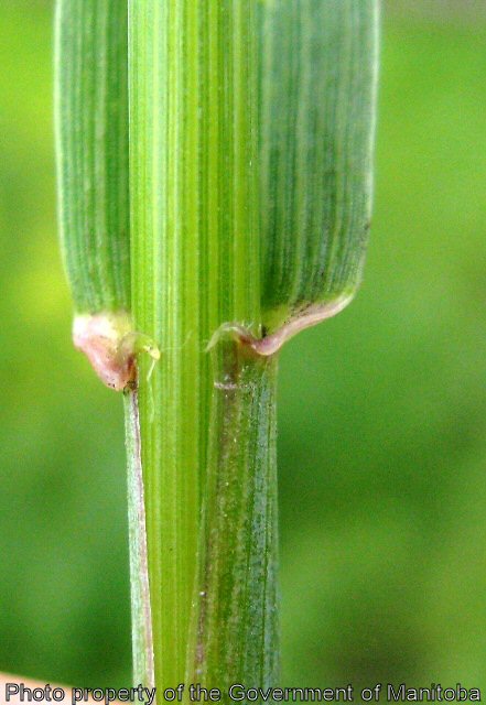 Volunteer wheat collar region with auricles