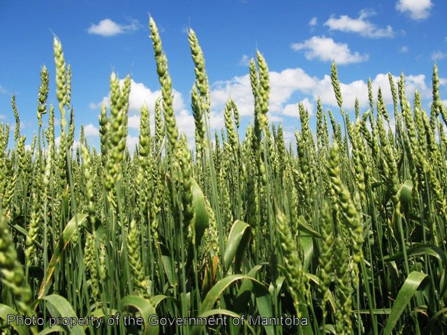 Volunteer wheat field