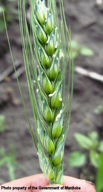 Volunteer wheat flowering awned spike