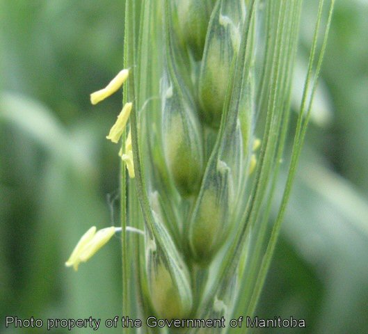 Volunteer wheat flowering spike with anthers extruded