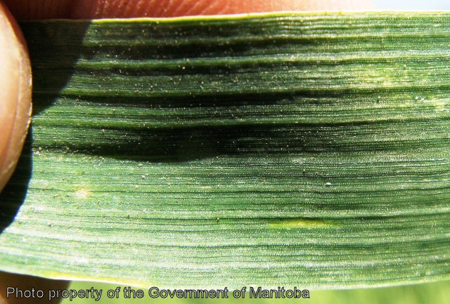 Volunteer wheat leaf upper surface