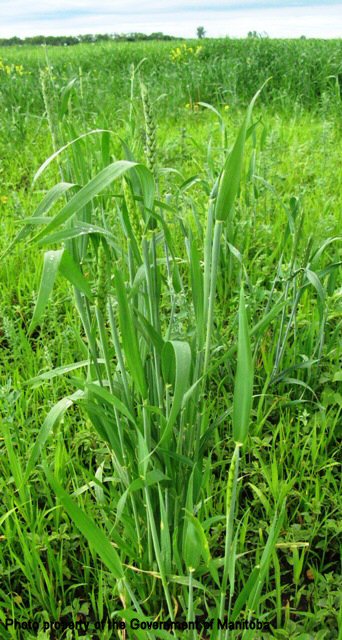 Volunteer wheat plant
