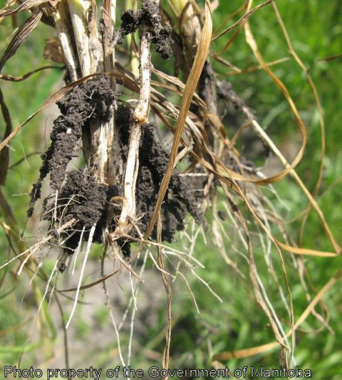 Volunteer wheat roots