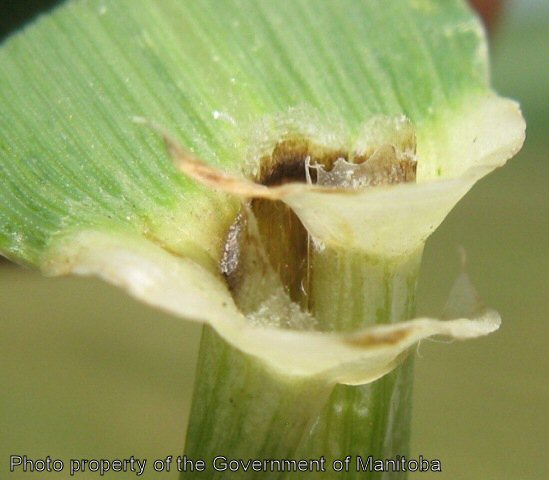 Volunteer barley collar region with auricles and ligule