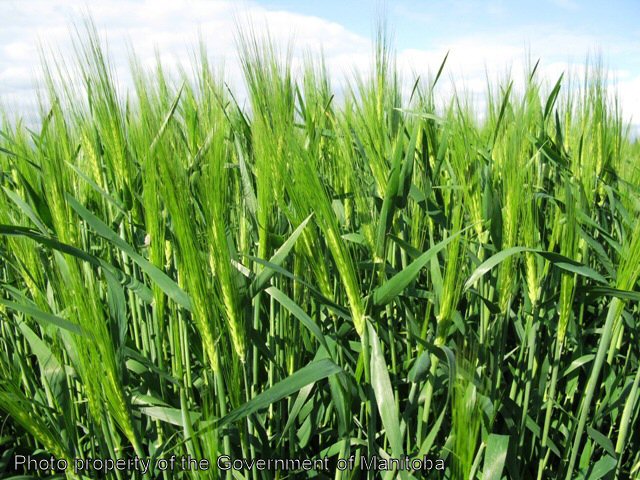 Volunteer barley field