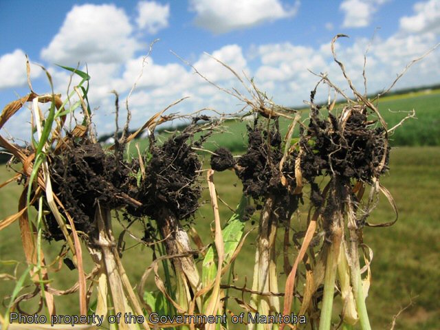 Volunteer barley roots