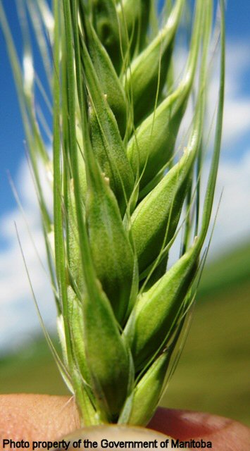 Volunteer barley spike