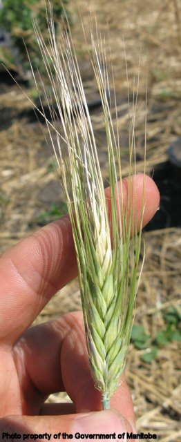 Volunteer barley spike