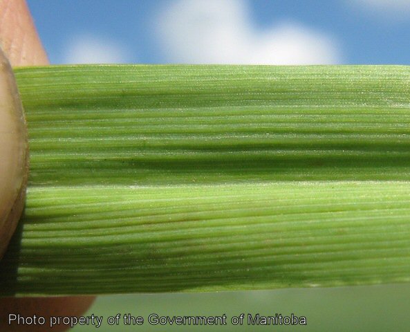Volunteer barley upper leaf surface