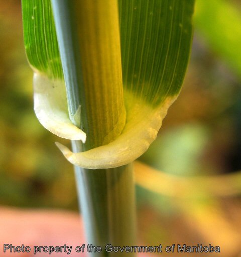 Volunteer barley collar region