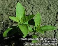 Young milkweed plant