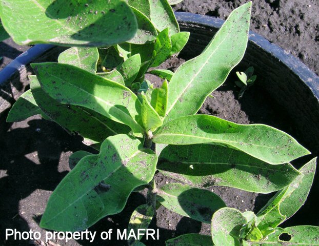 Milkweed plant