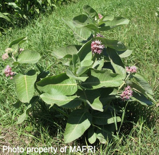 Milkweed flowering plant
