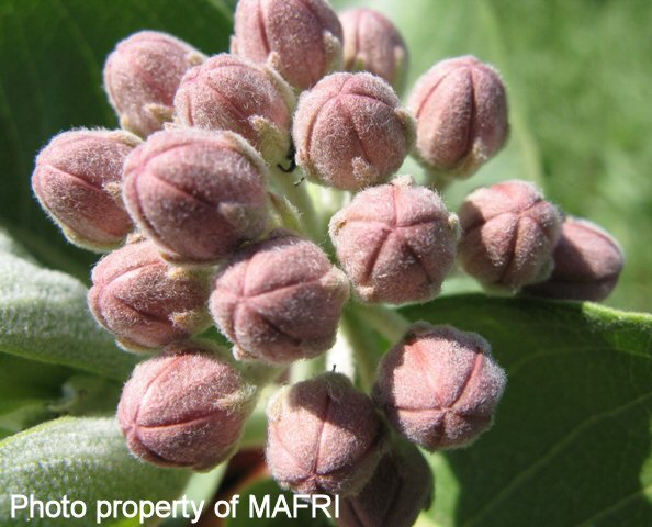 Milkweed flower buds