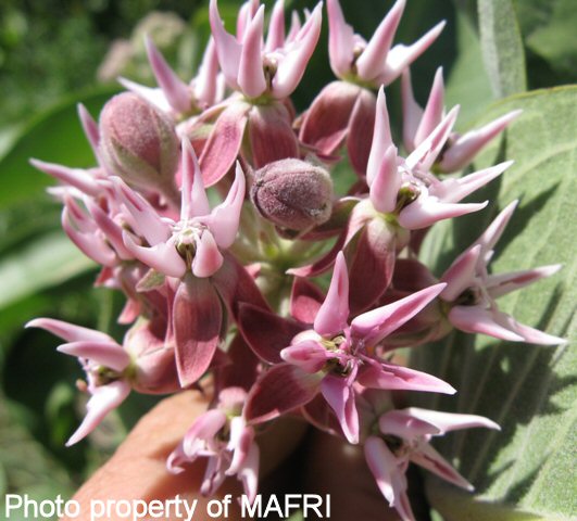 Milkweed flowers