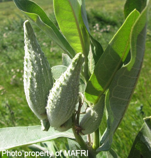Milkweed seed pods