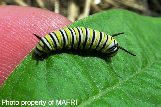 Monarch caterpillar on milkweed leaf