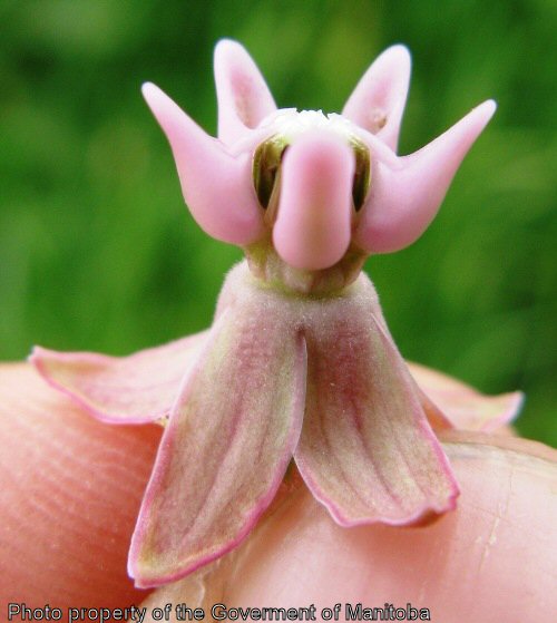 Individual milkweed flower