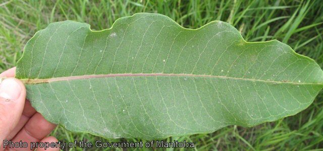 Milkweed leaf