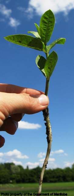 Young milkweed plant with roots