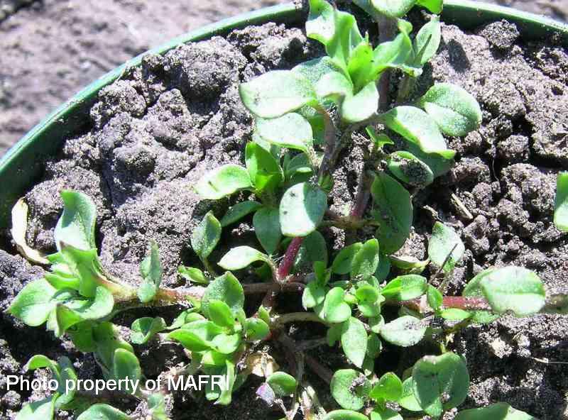 Young Chickweed plant