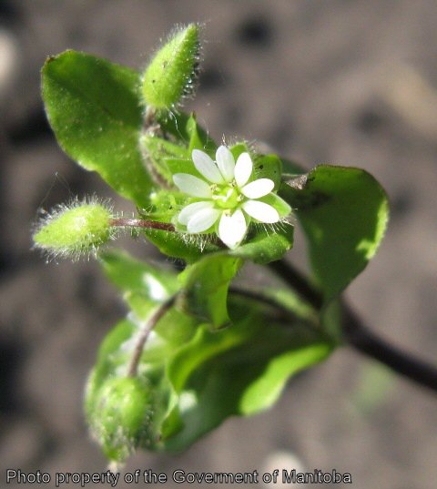 Chickweed flower