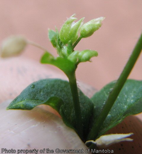 Chickweed flower buds