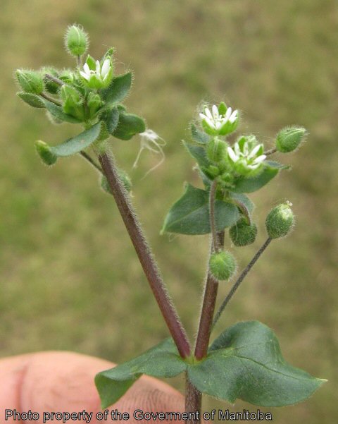 Chickweed flowers and buds