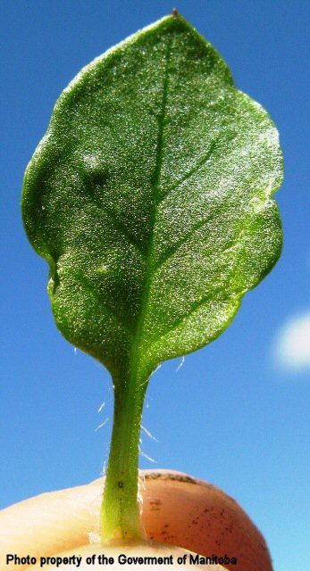 Chickweed leaf