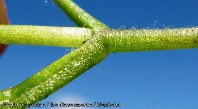 Chickweed leaf attachment