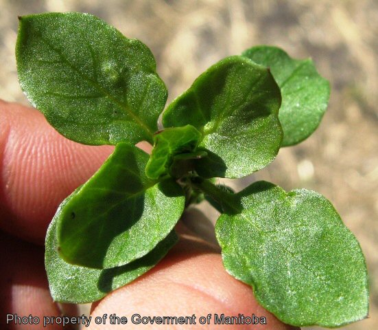 Chickweed leaf cluster