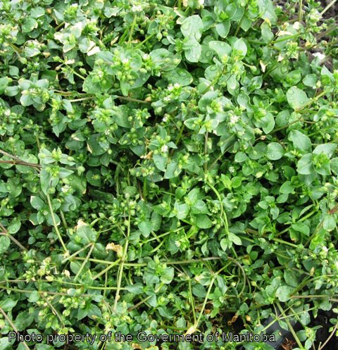 Chickweed plant