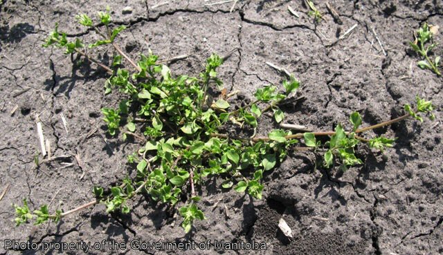 Chickweed plant