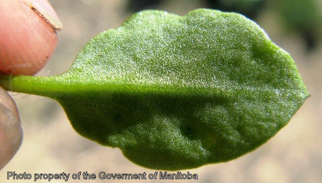 Underside of chickweed leaf