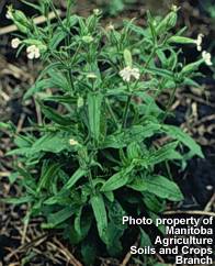 Night-flowering catchfly flowering plant in the spring