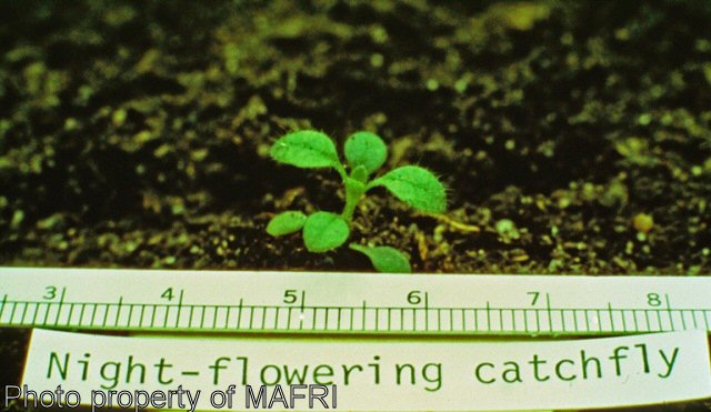Night-flowering catchfly seedling