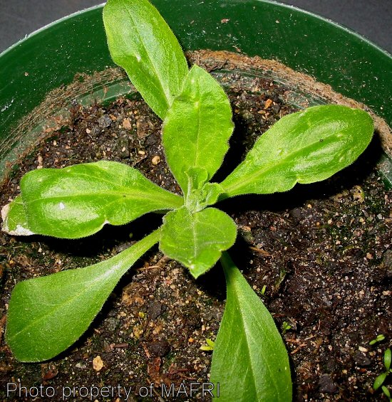 Night-flowering catchfly juvenile