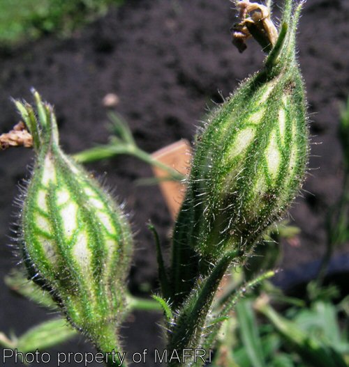 Night-flowering catchfly caylx