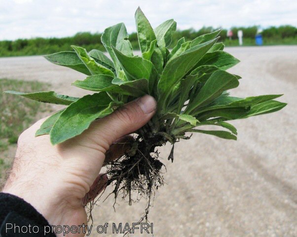 Night-flowering catchfly overwintering plant